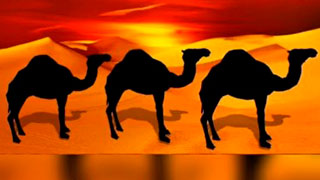El enigma de los 35 camellos
